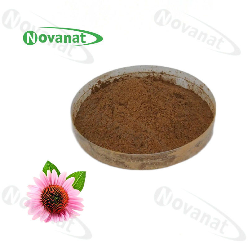 Echinacea Purpurea Extract 4% Polyphenols 1% 2% 4%/Chicoric Acid/Clean Label